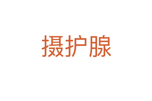 攝護(hù)腺