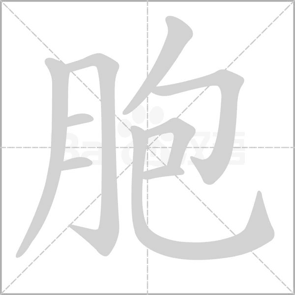 胞的筆順動(dòng)畫演示